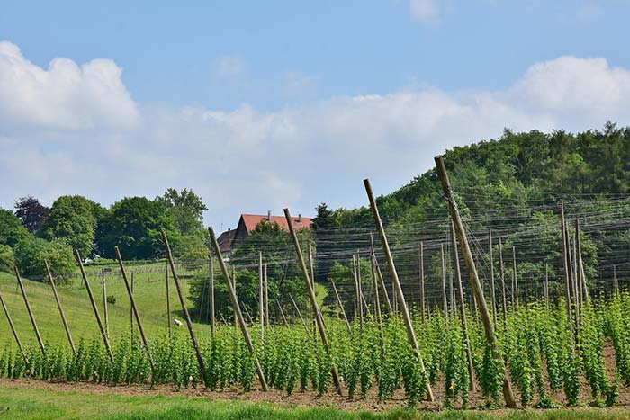 hop trellis